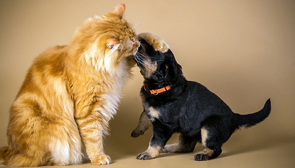 “单身狗”背后的经济风口