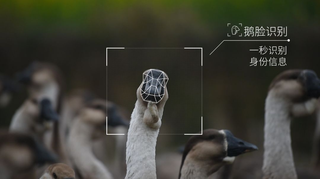 互联网愚人节战火：腾讯进军畜牧业、美团脚踢小米，支付宝布局区块链