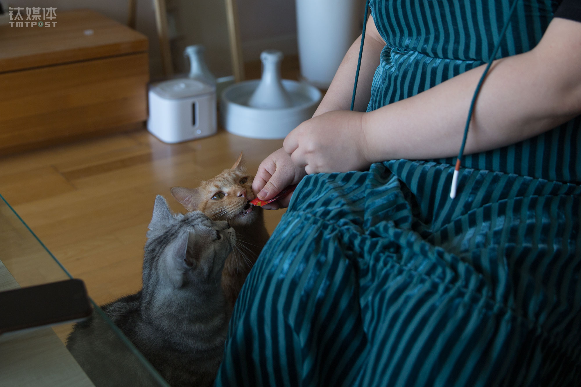 除了小狗Apple，董杰妮家里还有一只美短和一只橘猫。橘猫曾是一只流浪猫，遇到董杰妮时，它还只是一小只瘦弱到比巴掌稍大的小猫。当时董杰妮遛完狗回家，走到楼道单元入口，这只橘猫从绿化树木中间走出来，浑身脏兮兮，用轻微的声音喵叫着往董杰妮的身上靠。看着这个求生欲很强的小生命，董杰妮忍不住就抱起它，带回了家。