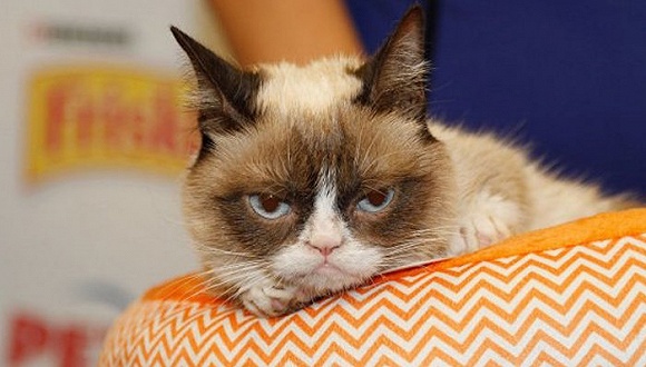 萌宠兴盛的背后，一门有关孤独的生意正蓬勃生长