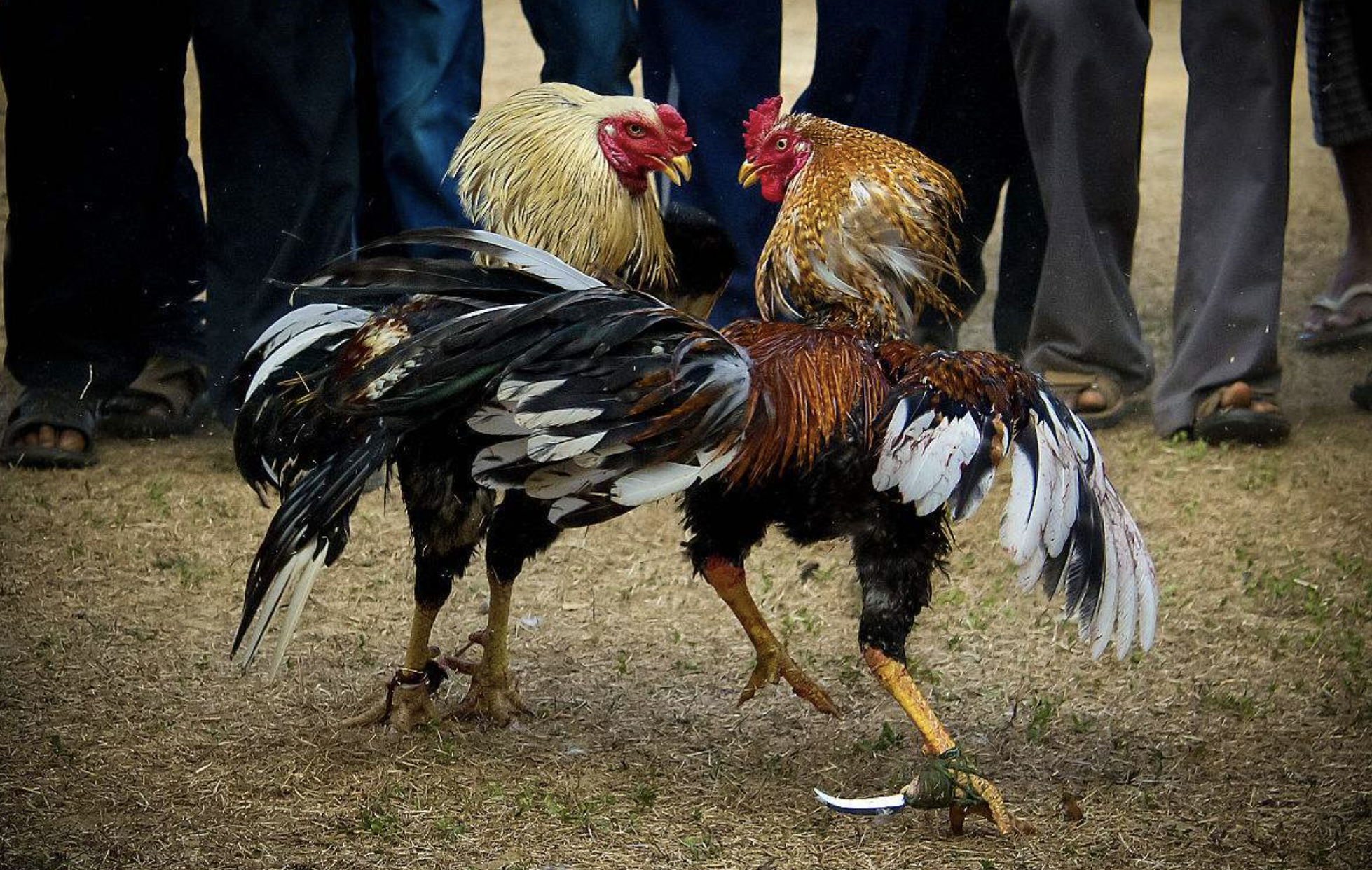 腾讯与今日头条，正陷入“斗鸡博弈”