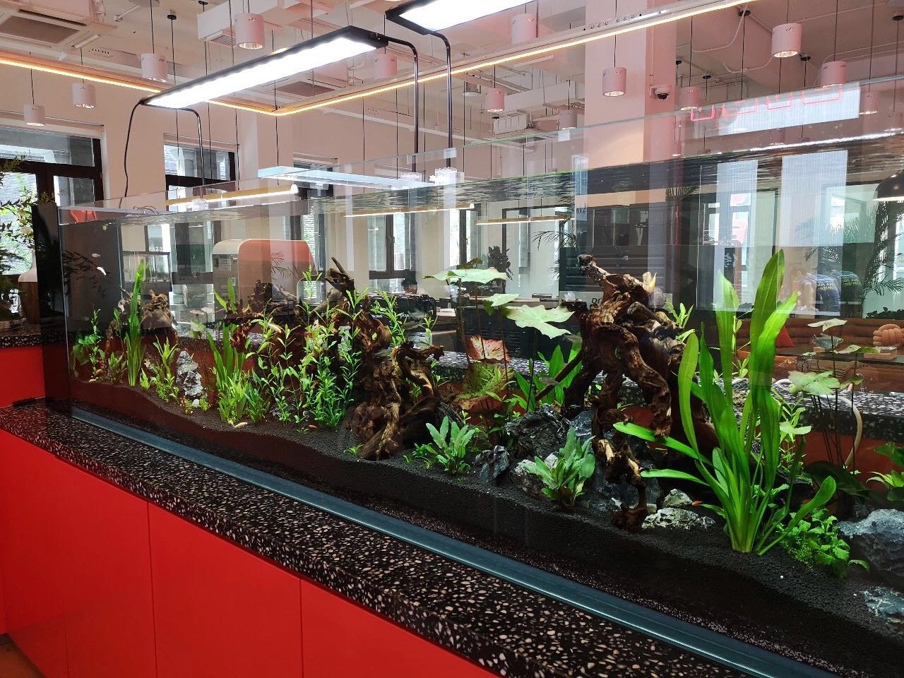 出现在前台的鱼缸