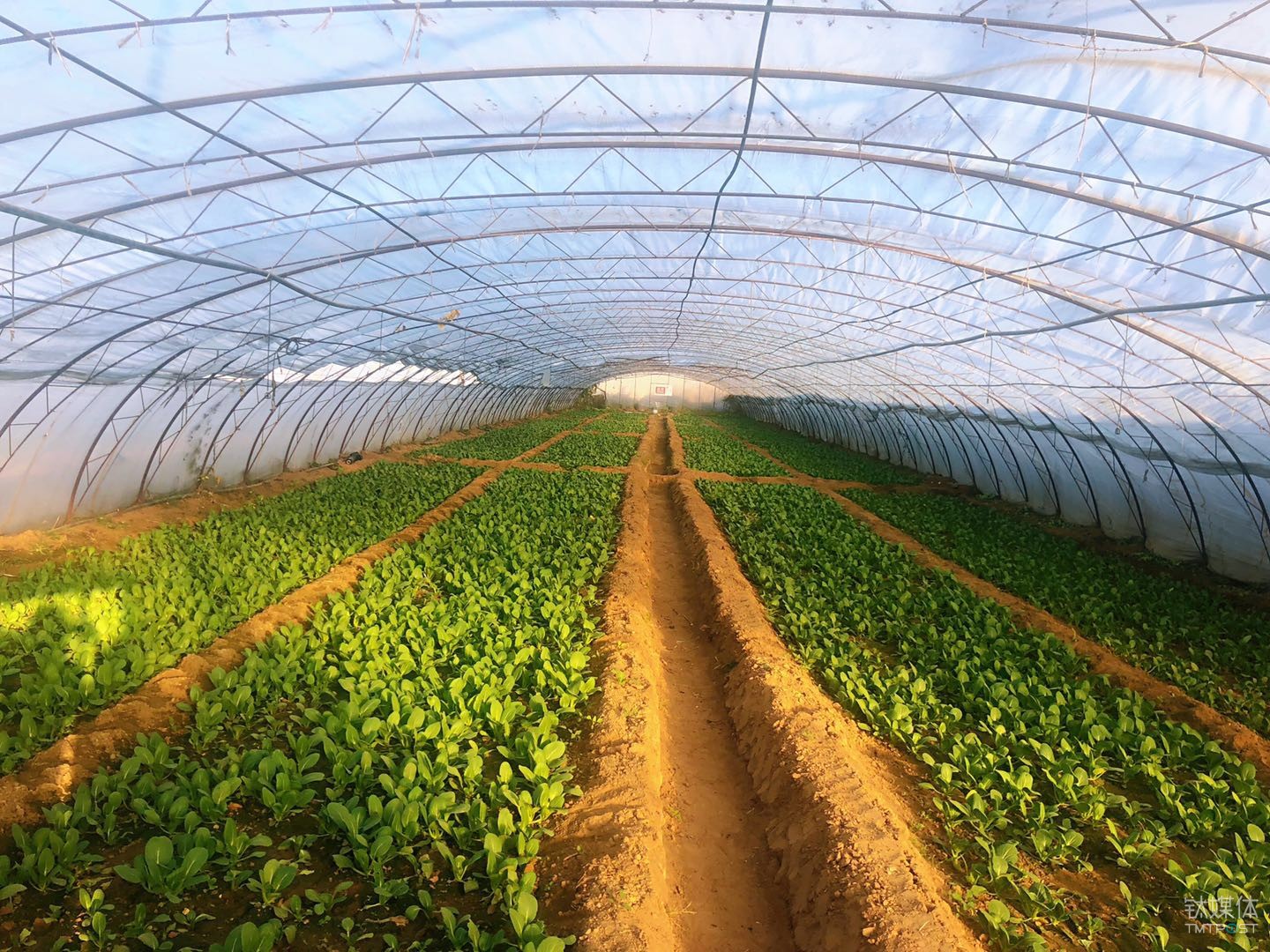 日日鲜的种植大棚