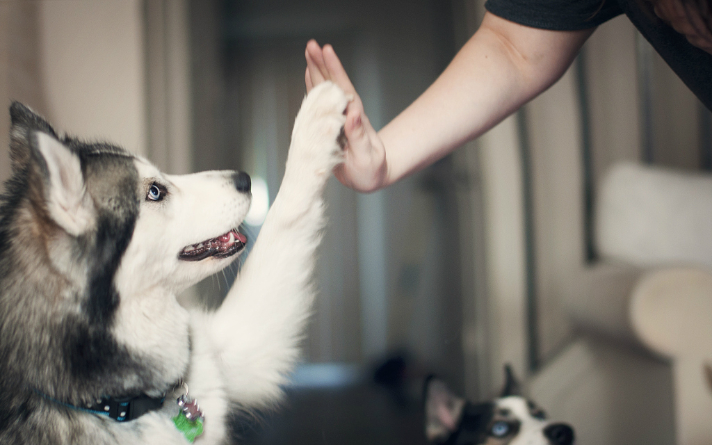 宠物类app平台全洞察：“铲屎官”都是些什么人？