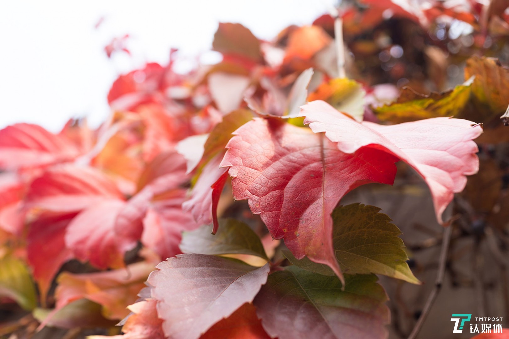 4575万像素的高画质尼康全幅微单z7评测钛极客