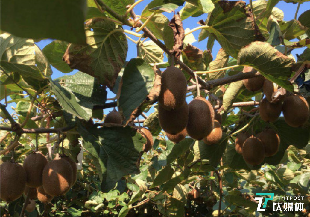 打破最后的门槛，每日一淘将深山里的农产品送往更大的舞台