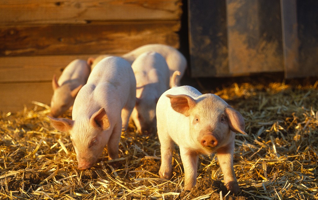 产业互联网时代，猪是如何上天的