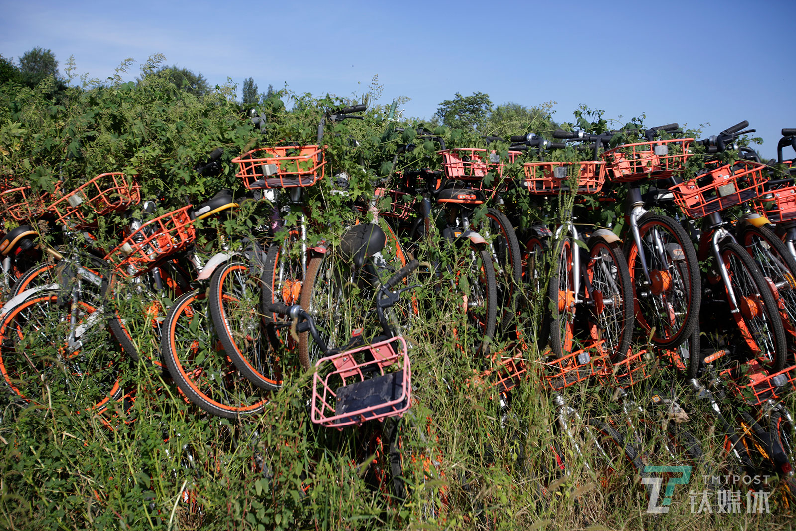 【野蛮生长】9月4日，北京丰台区王佐镇瓦窑村一个废弃砖窑厂空地，野蛮生长的藤蔓缠绕着堆积的共享单车。