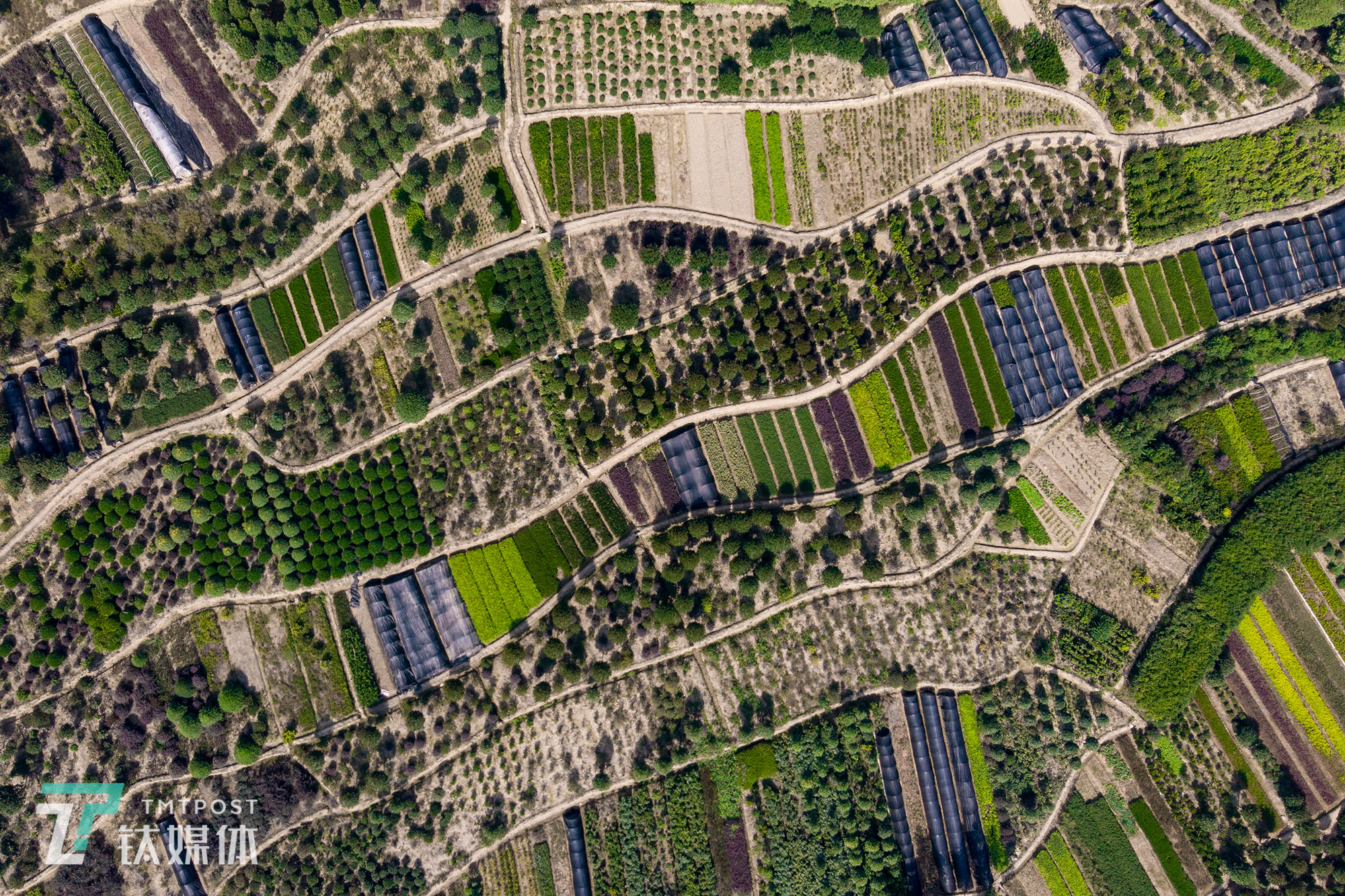 【阡陌】10月3日，湖南省浏阳市镇头镇土桥村，农民种植的经济苗木作物田。