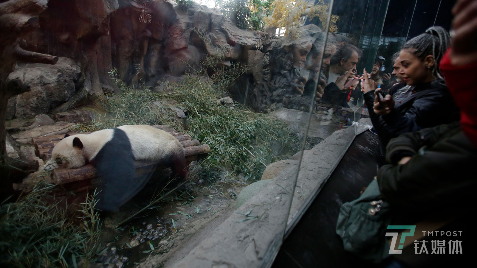 【睡姿销魂】11月18日，北京动物园，酣睡的大熊猫引来游客围观。