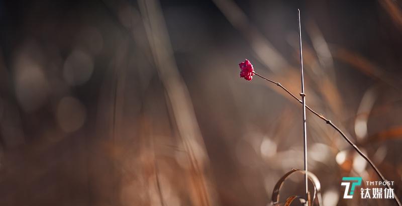一年之计在于春，狗年“糟心”的巨头们猪年要怎么活下去？ | 打卡赢大奖 Day 1