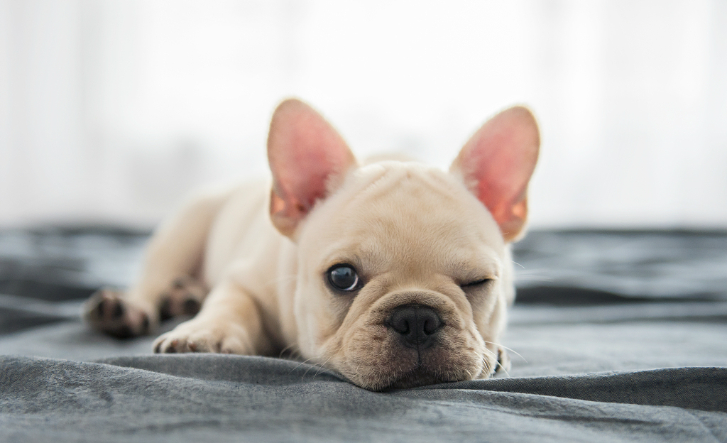 吸猫养狗成时尚，崛起的“它经济”未来能走多远？