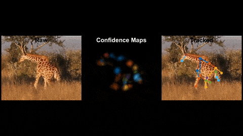 LEAP对视频中长颈鹿动作的捕捉