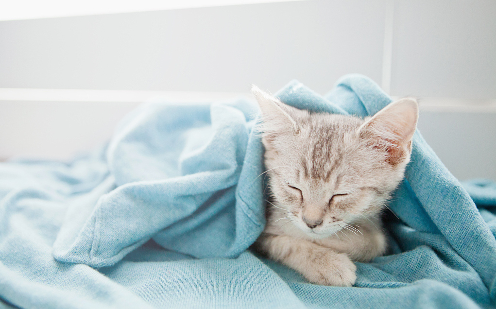 猫爪杯背后，互联网宠物经济正在进入大众消费