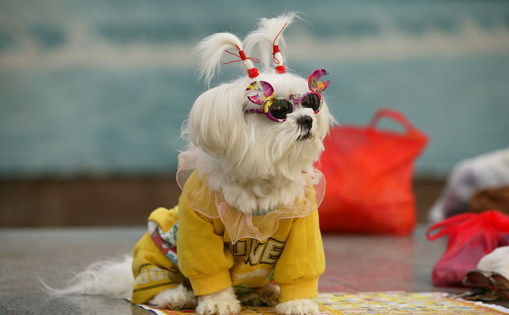 掘金宠物“中产时代” | 风向标