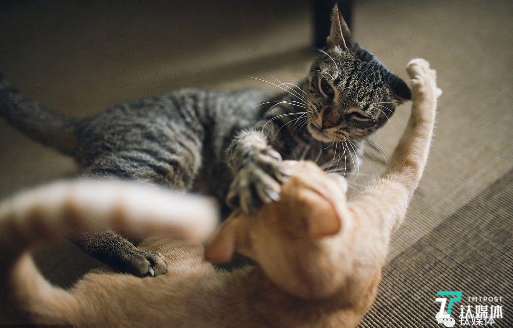 新一季“头腾大战”腾讯首轮胜诉，被判违规的抖音冤枉吗？