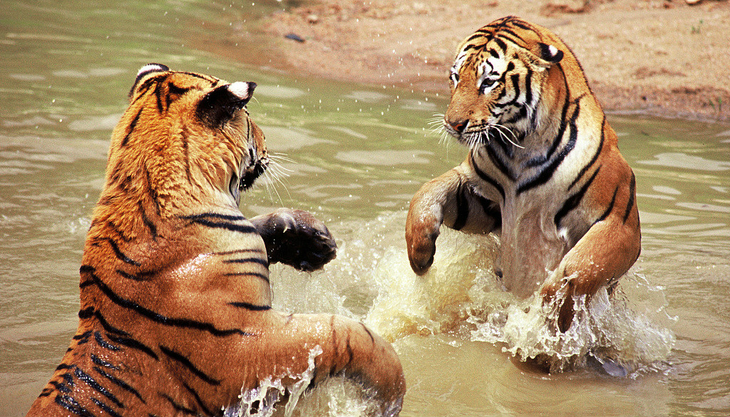 用户正成为互联网开放时代的终结者？