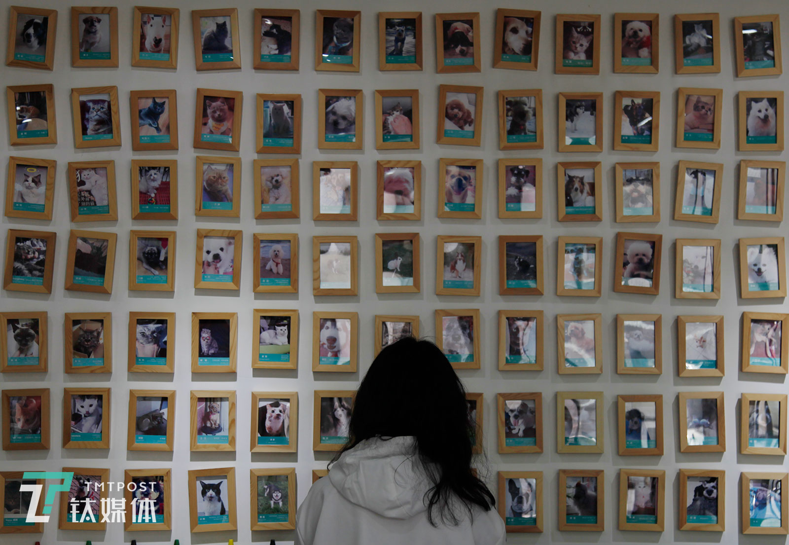 一位客人站在宠慕的 &ldquo;故去宠物纪念墙&rdquo;前，墙上挂着的是在这里被火化的宠物的照片。从业一年多，莫莫见过在宠物陪伴下走出抑郁症的少年、与宠物相依为命的老人和都市单身青年&hellip;&hellip;&ldquo;宠物是他们最忠实的伴侣，也是他们的家人，每一只被送来过的宠物，和它们主人都有各自的故事。&rdquo;