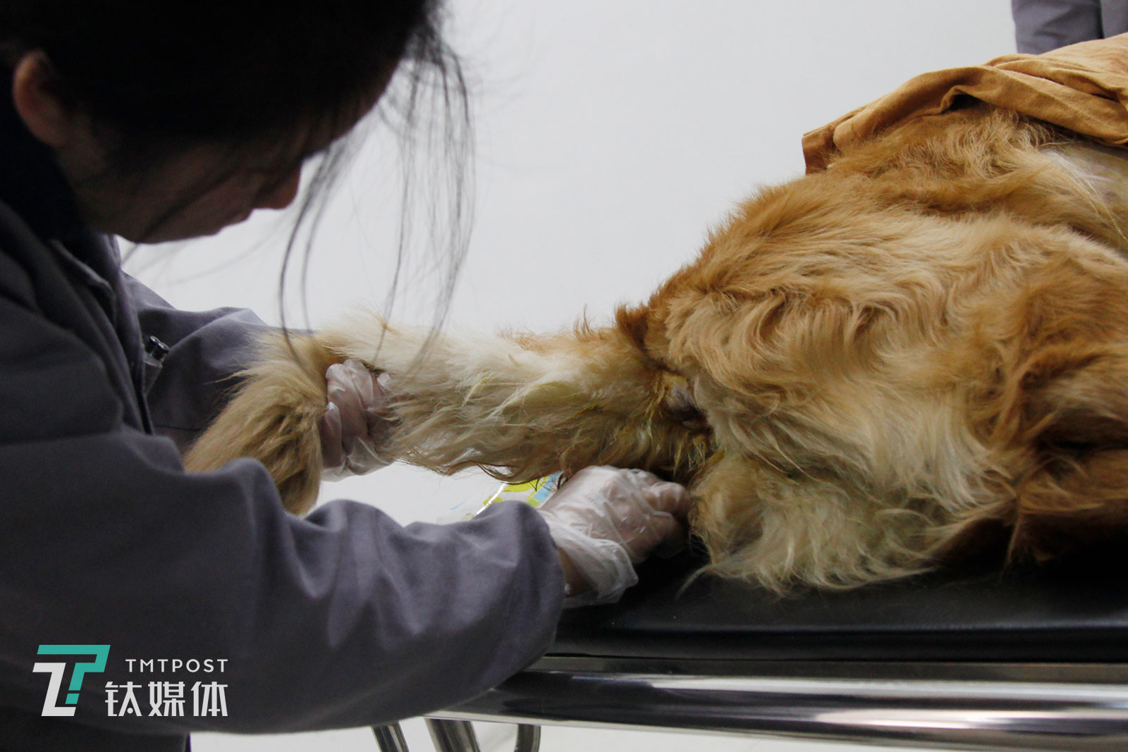 宠物殡葬师莫莫在清理馒头的遗体。除了梳理发毛，殡葬师还要清理宠物的口腔鼻腔、排尿和粪便，尽量还原宠物生前干净的样子。