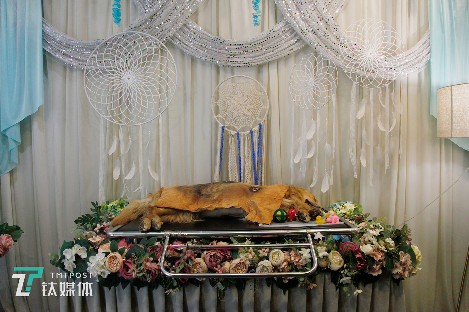 告别室的床上摆着馒头生前最爱的玩具，四周铺满鲜花。&ldquo;馒头性格很乖，特别黏人，总是紧跟在我身边。我打游戏，它就在电脑桌下趴着；我看电视，它就在沙发边趴着；我睡觉，它就在床边趴着。&rdquo;11年相处，狐狸的脑海里满是回忆。