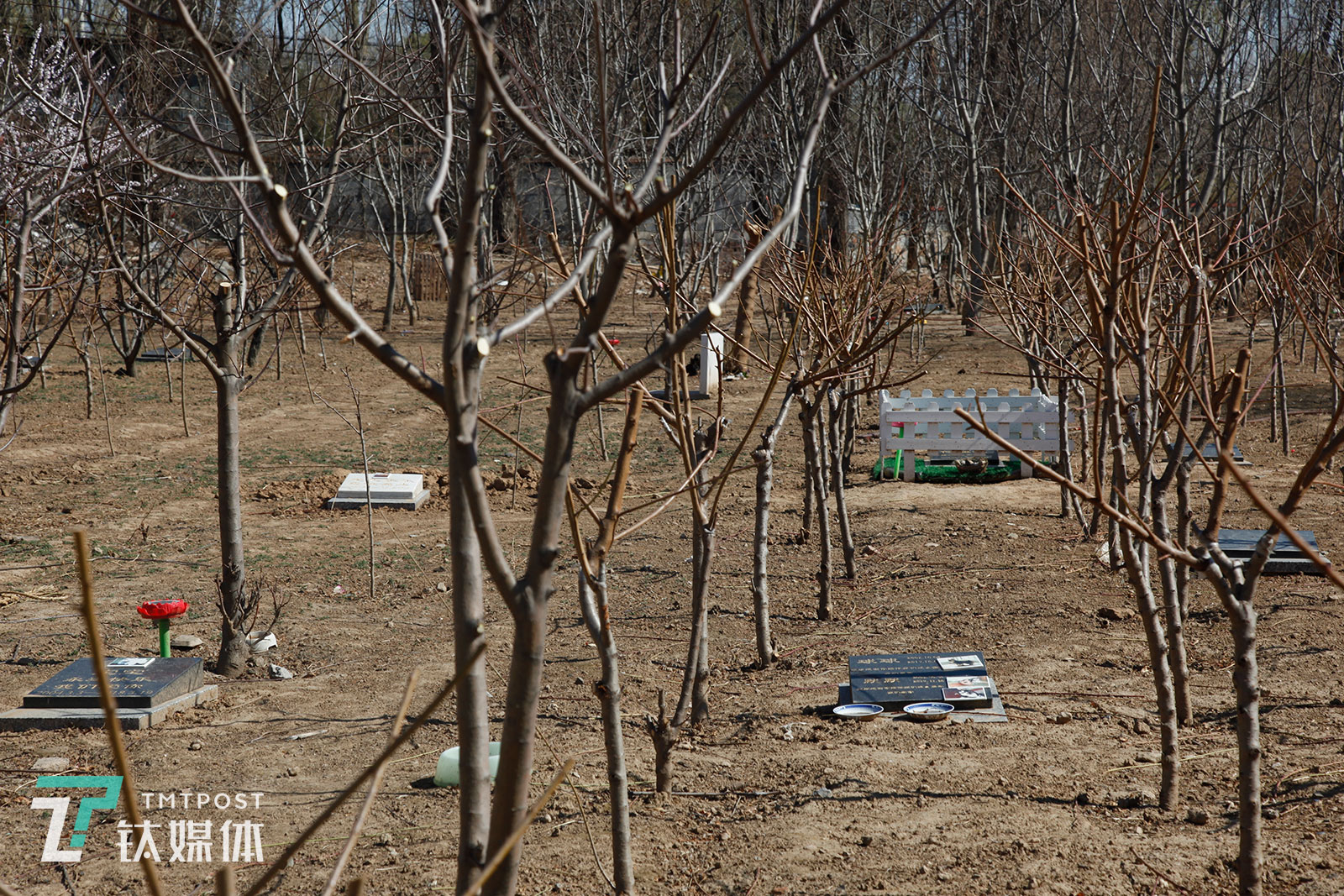 除了火化，宠物殡葬服务还包括宠物墓地。钛媒体影像《在线》走访了位于北京房山区的安乐墓宠物墓地。据负责人介绍，整片林业一共4亩，可安葬约250只宠物。