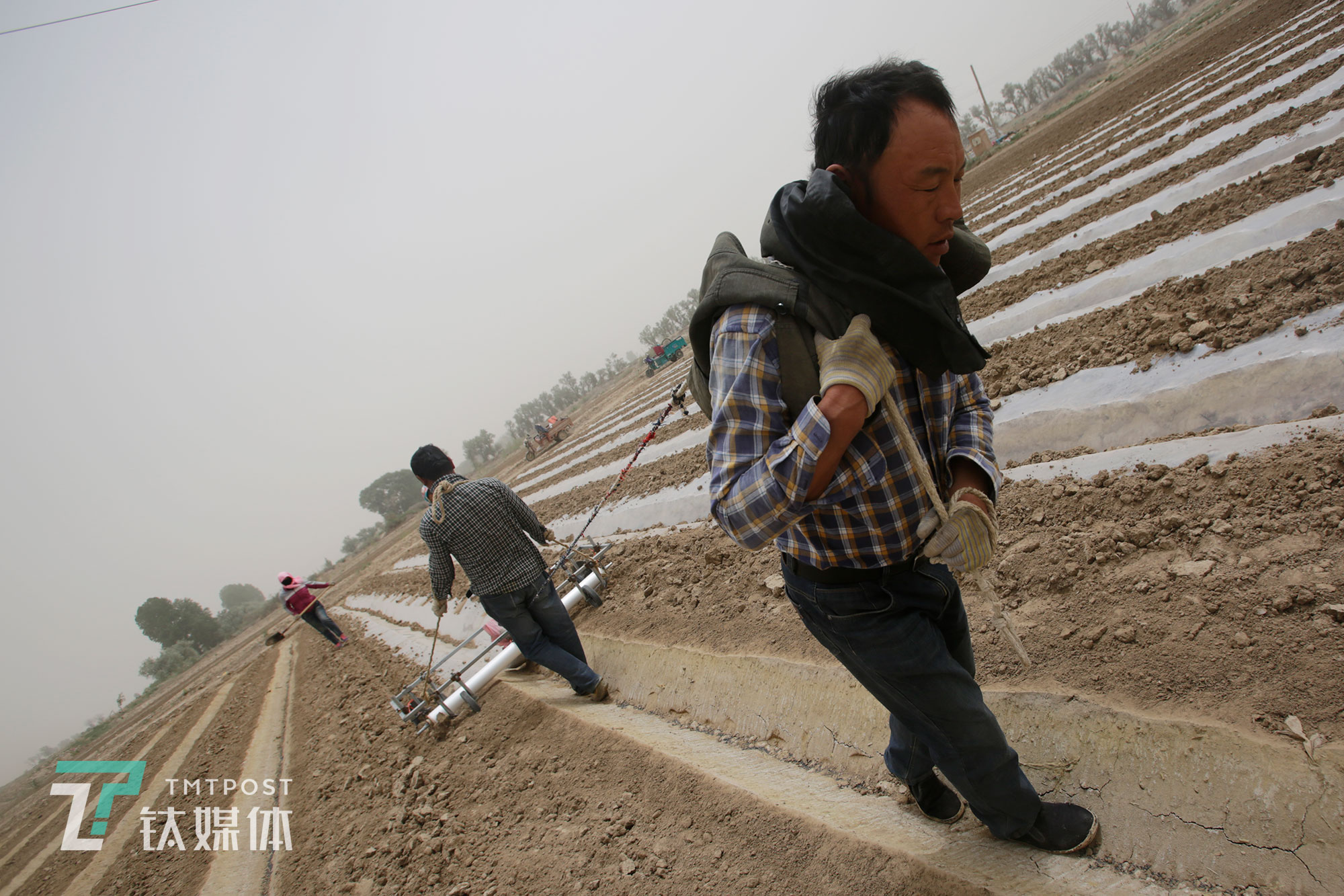 薛家两兄弟一起拉着铺膜的滚筒。他们一共种了80多亩地，干活时两家人不分彼此，按部就班一亩亩地走，一天能完成10亩工作量。