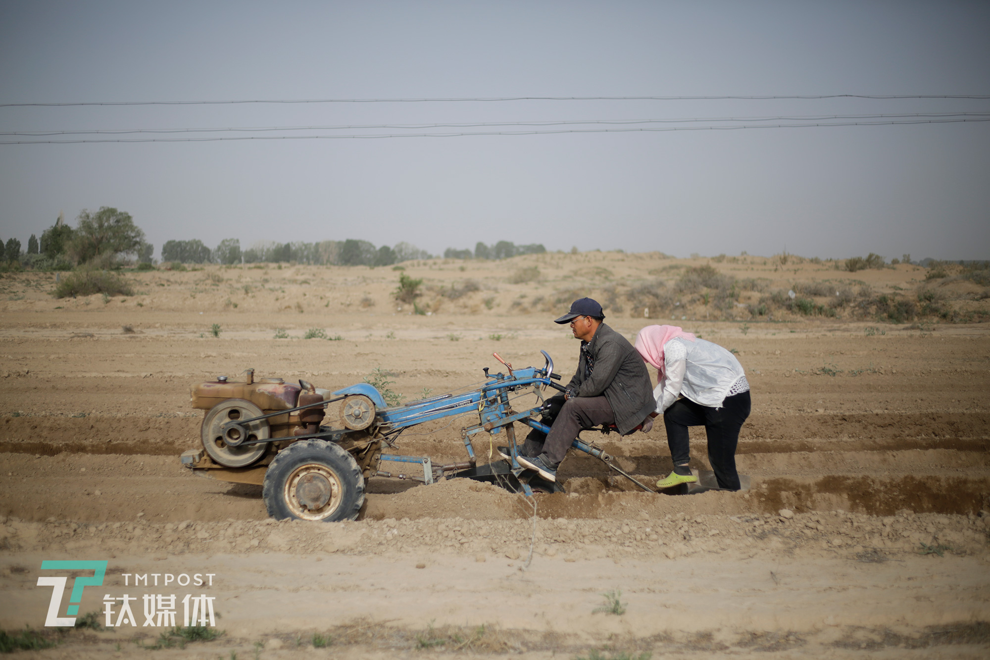 瓜农驾驶开沟机给瓜地开沟。种瓜的工序超过10道，这是所有工序中唯一用到的机械。