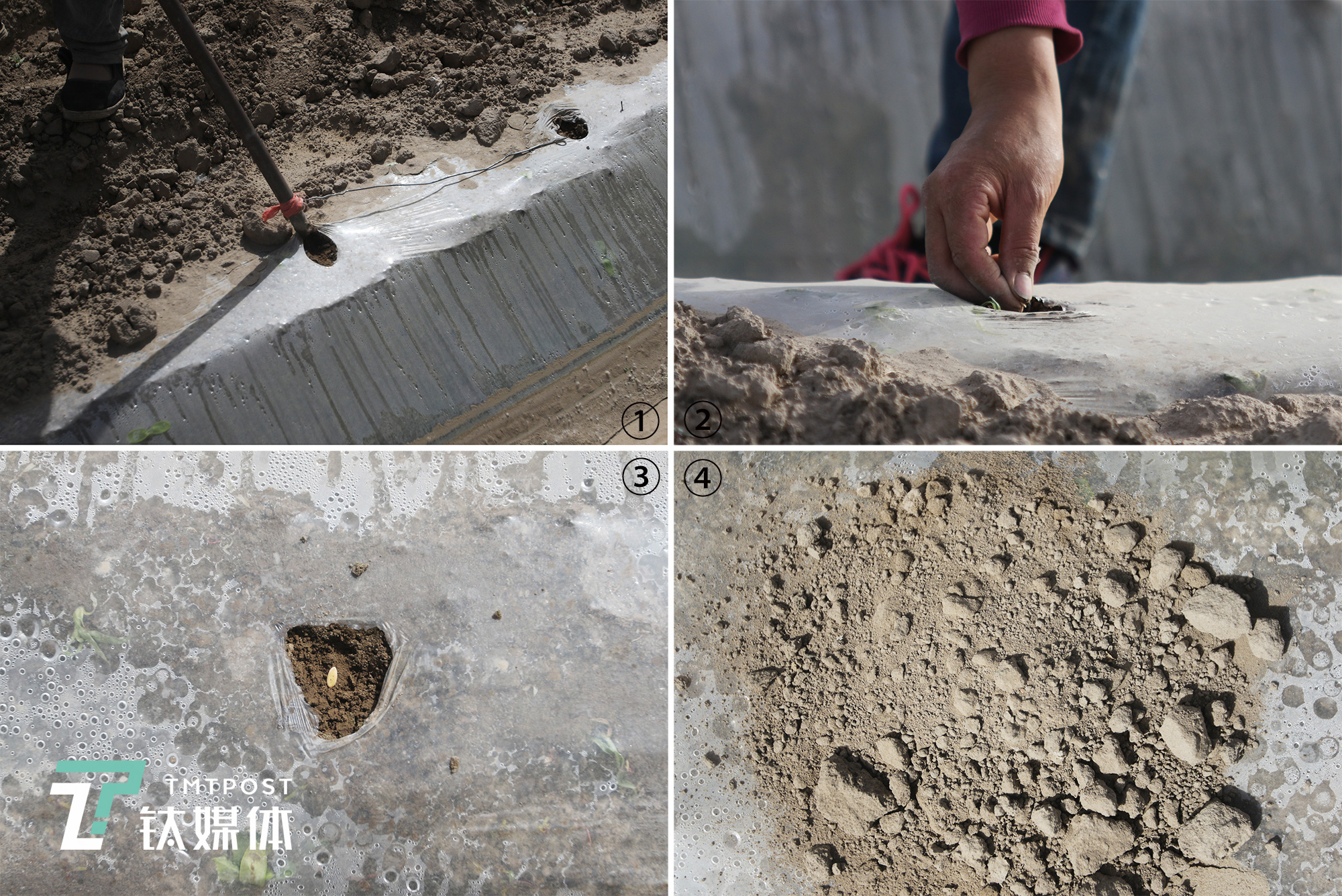 铺好薄膜后播种的过程。