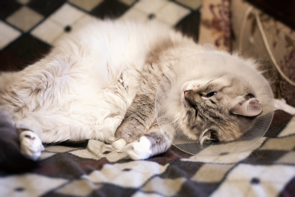 宠物医院生意经：当商人穿上白大褂