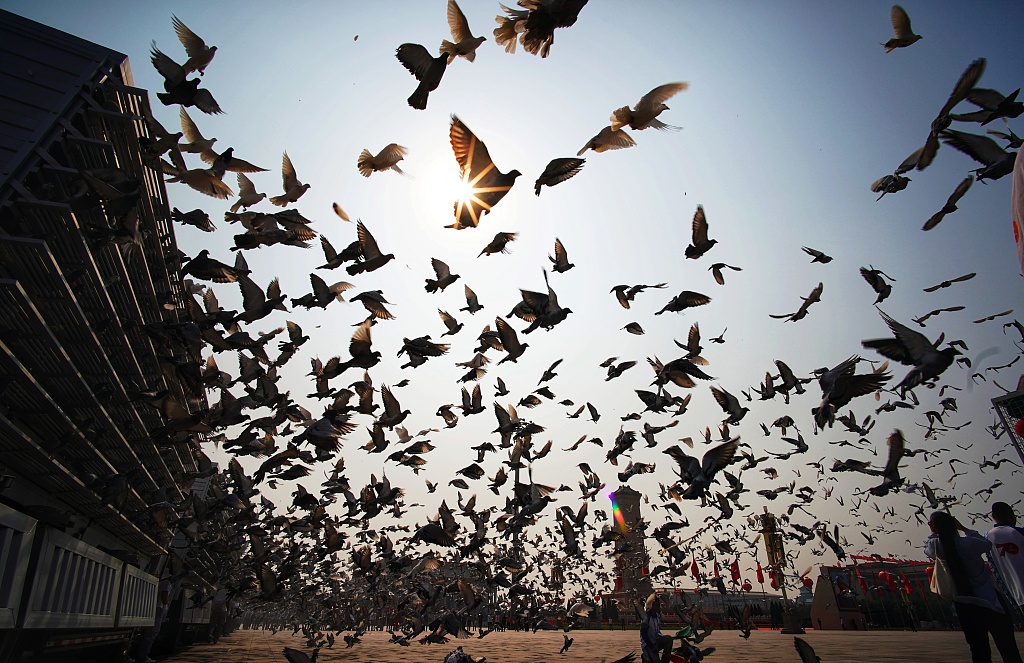 如何在天安门广场放飞上万只白鸽