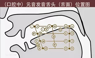 习惯等,如下图所示,口腔中元音随着舌头部位的不同可以发出多种音调