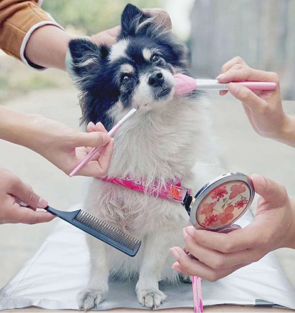 从住仓库到被称“老师”，国内动物演员行业崛起