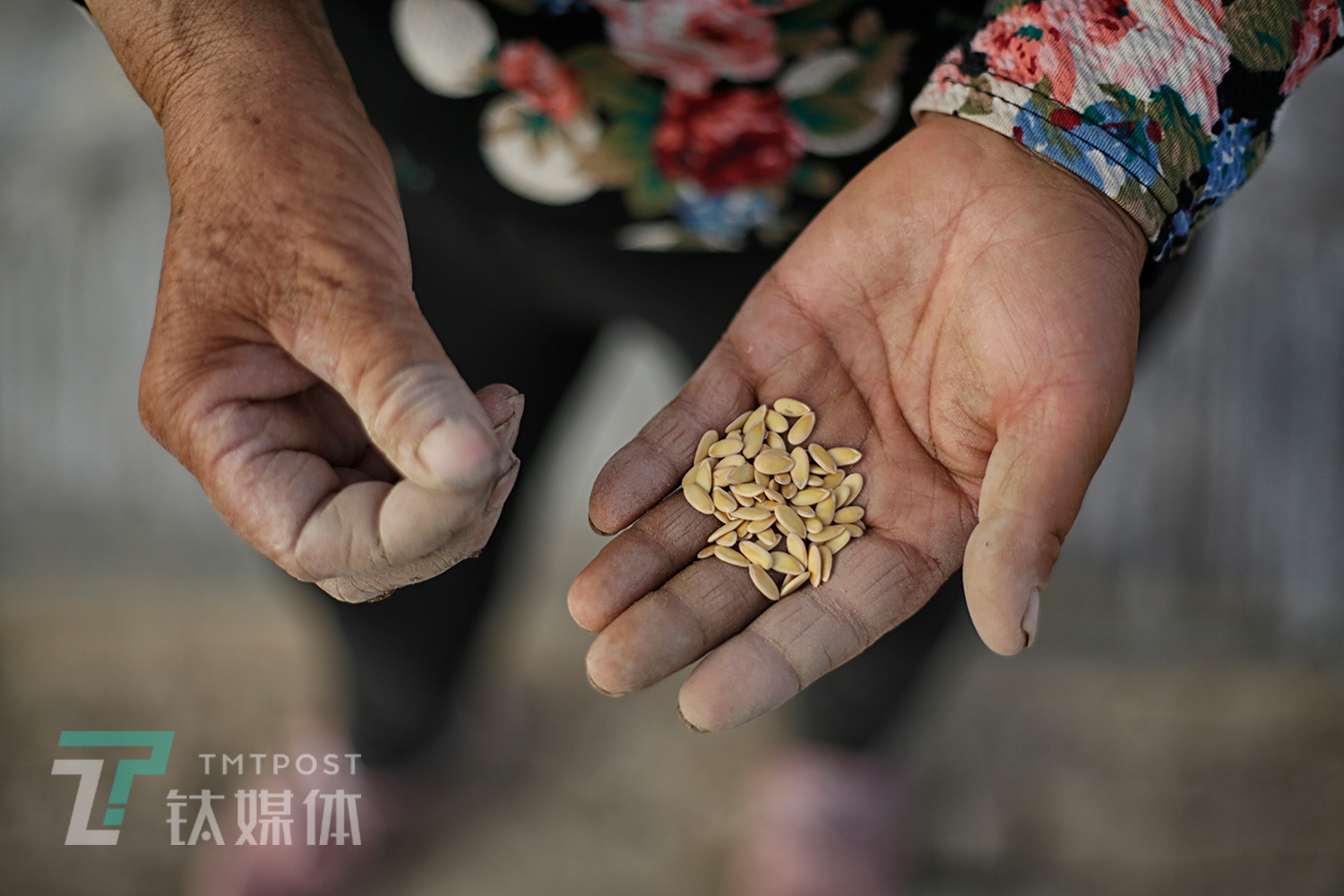 5月16日，一位瓜农手里攥着种子，准备播种。