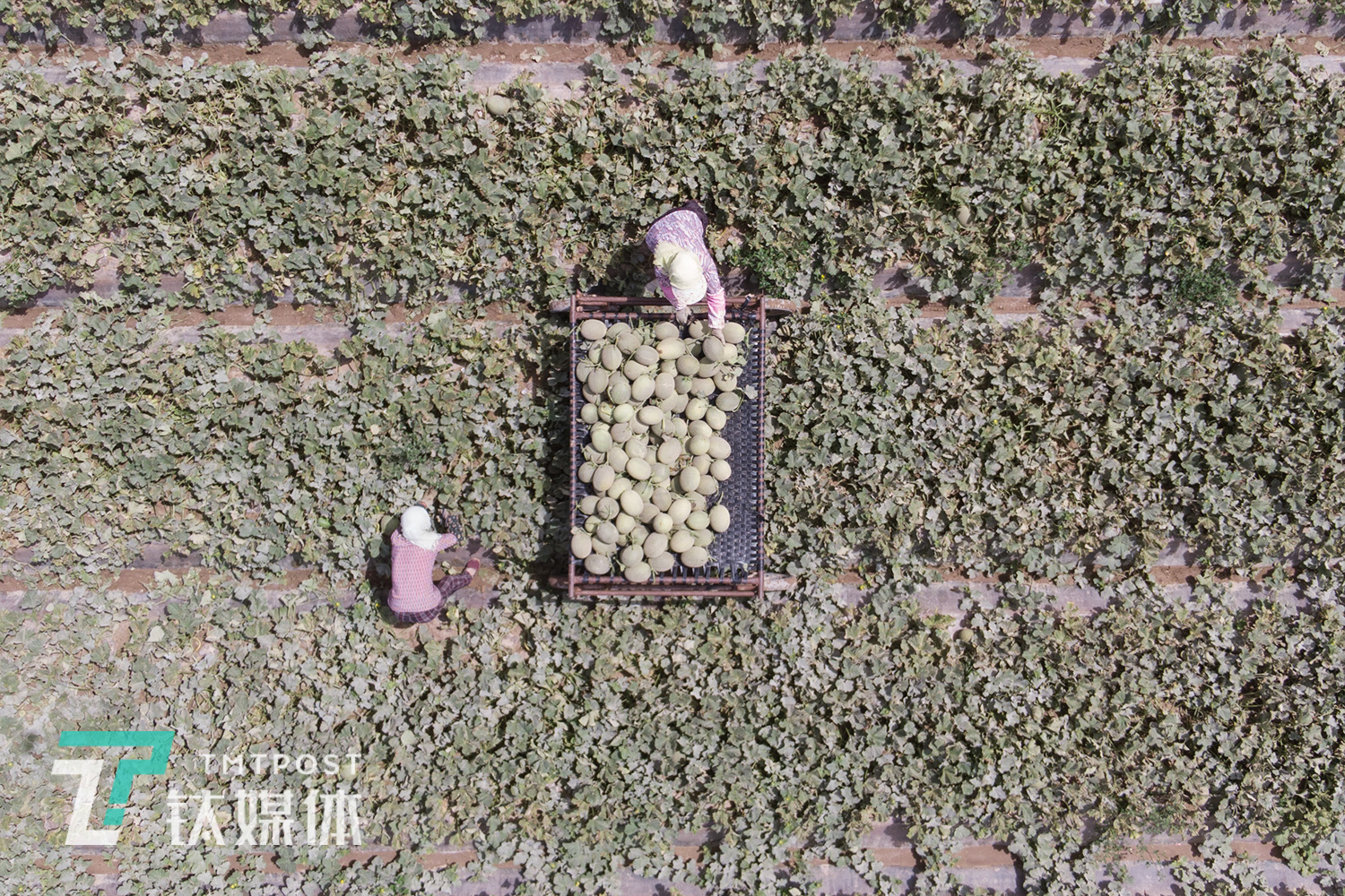 8月16日，甘肃省民勤县收成镇附智村，瓜农在采摘蜜瓜。经过大约3个月生长周期，薛志明的40亩蜜瓜先后成熟。