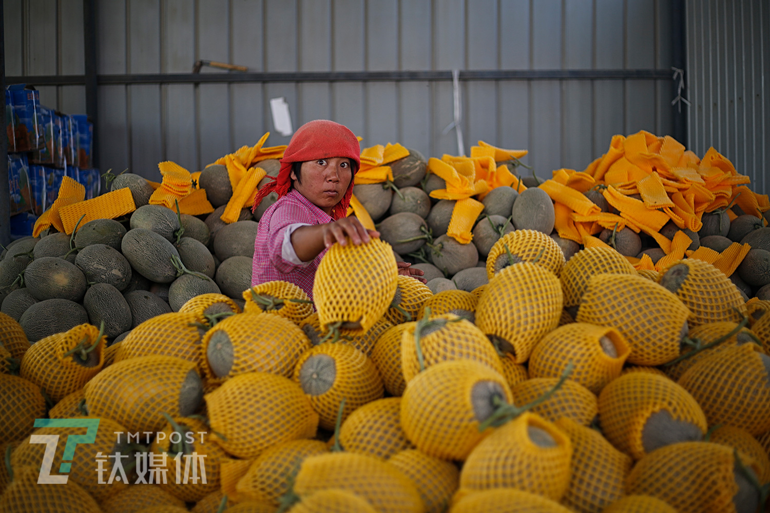 8月18日，收成镇，一位兼职打包工在打包蜜瓜。每年8月到9月，来自全国各地水果批发商会云集在这个小镇收购蜜瓜。