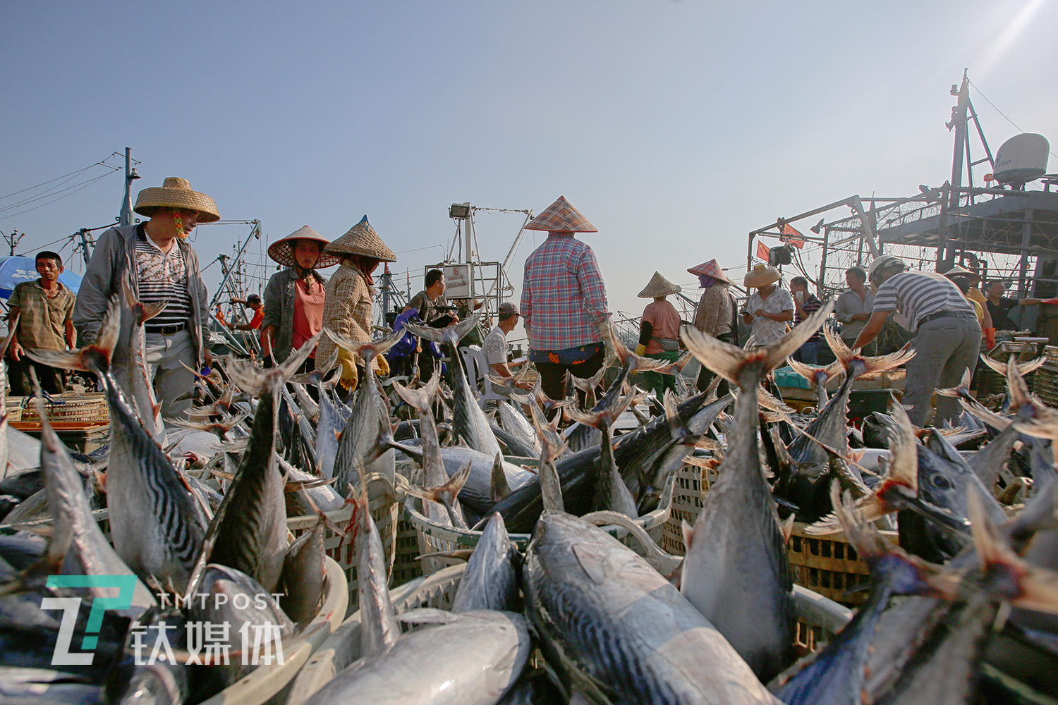2019年9月16日，福建省漳州市东山港，渔船靠岸。