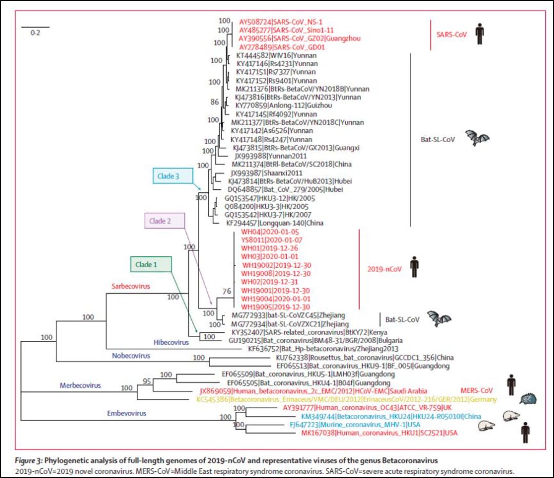 为什么不能说新型冠状病毒属于 sars 冠状病毒?