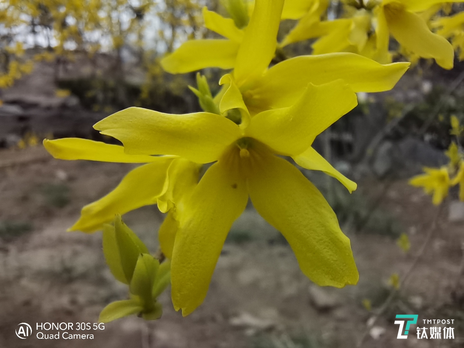 200万像素微距样张