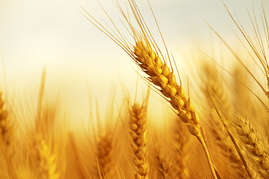 全球粮荒与中国乡村振兴