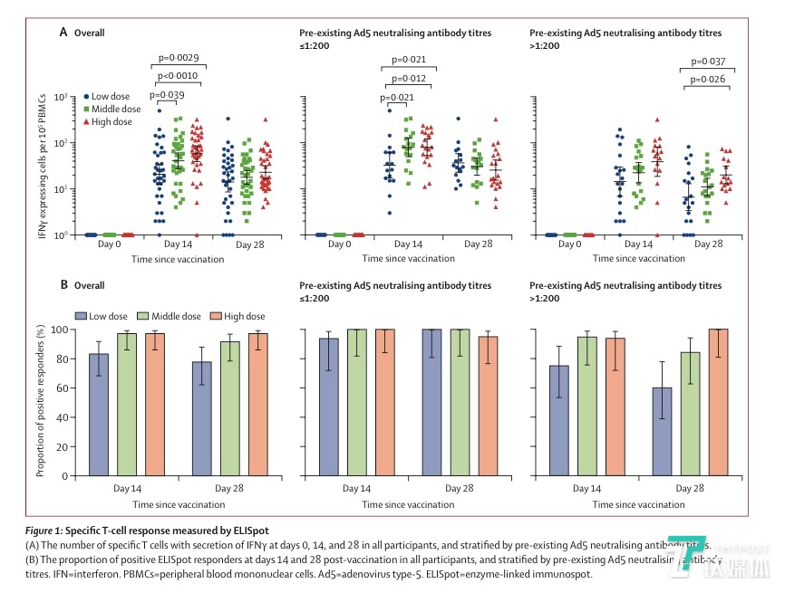 酶联免疫斑点检测 (ELISpot) 中的特异性 T 细胞。（A）：所有参与者在第 0、14 和 28 天分泌干扰素&gamma;（IFN&gamma;）的特异性 T 细胞数量，并通过预置的 Ad5 型腺病毒中和抗体滴度进行分层。（B）：接种后第 14 天和第 28 天，所有参与者中酶联免疫斑点检测呈阳性的比例，并通过预置的 Ad5 型腺病毒中和抗体滴度进行分层。