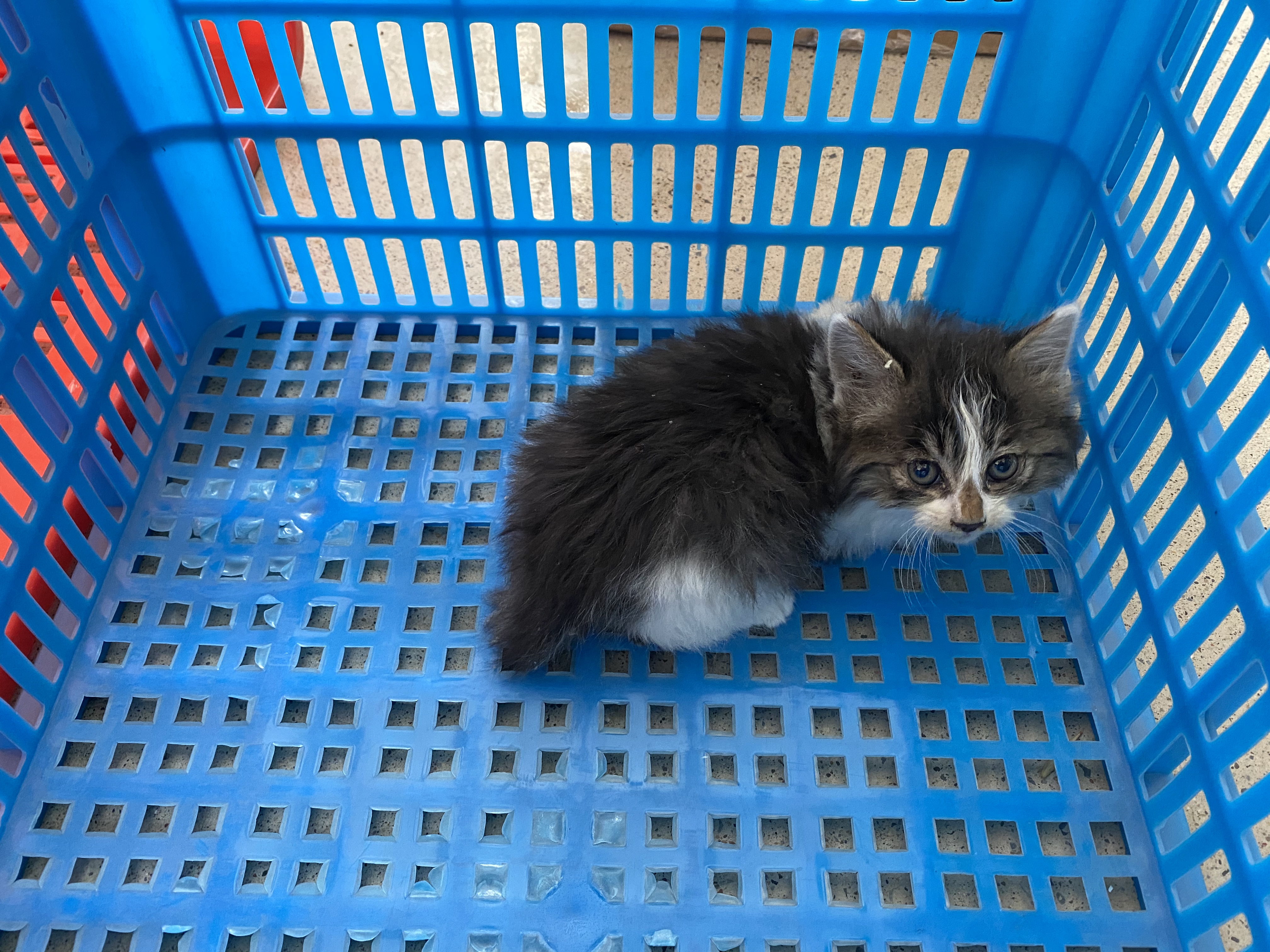 从宠物盲盒到在线“拼猫”，这些宠物商家有多损？