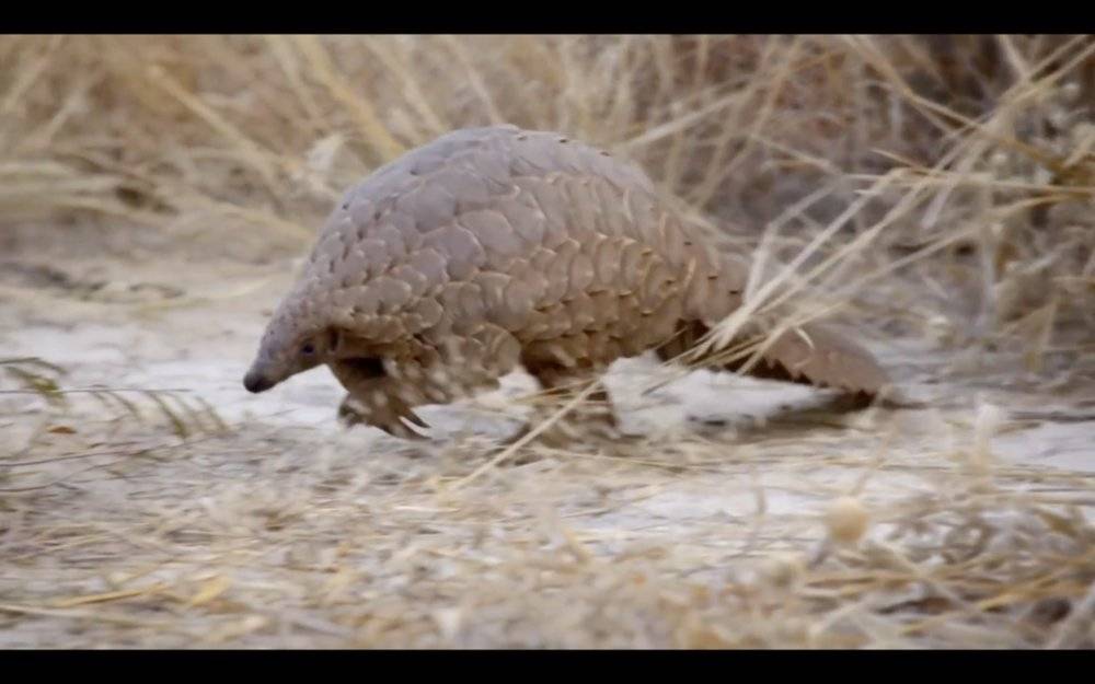 穿山甲被药典除名，非洲到中国的暴利走私能降温吗？