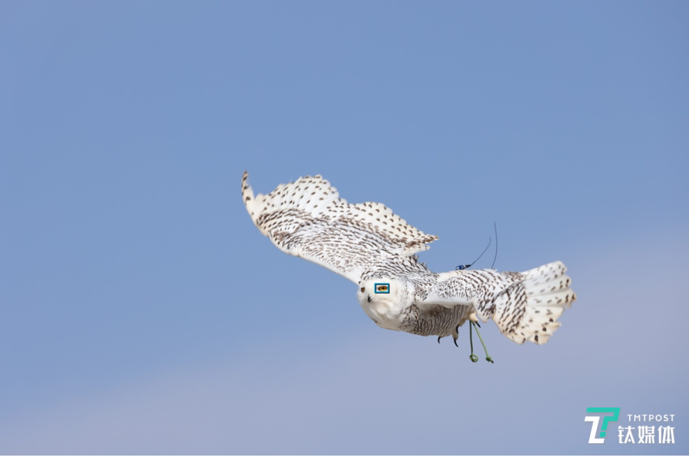 首次增加对鸟类眼部的识别