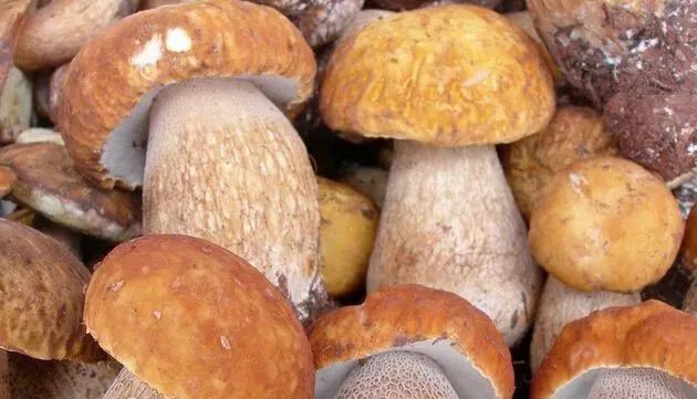 7岁上山捡菌,卖菌60多年,我们是云南吃菌人