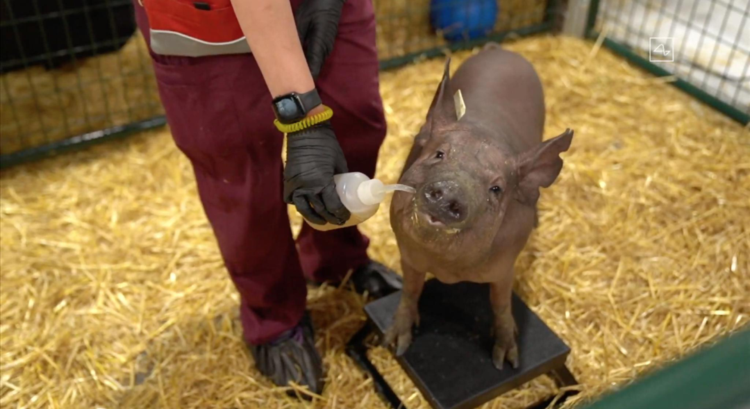 给马斯克的脑机生意找找亮点，再泼一盆冷水