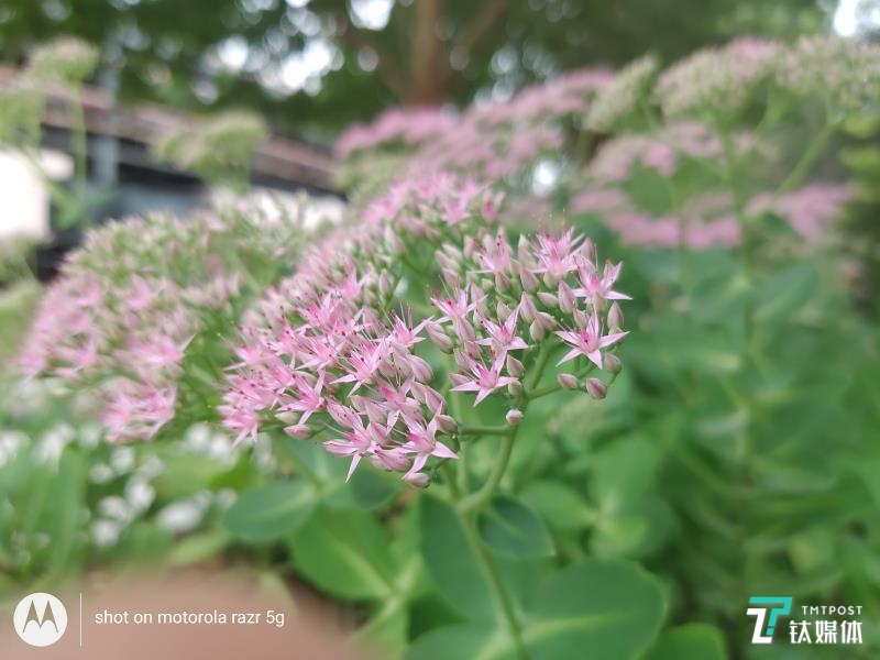 moto razr 5G-微距样张