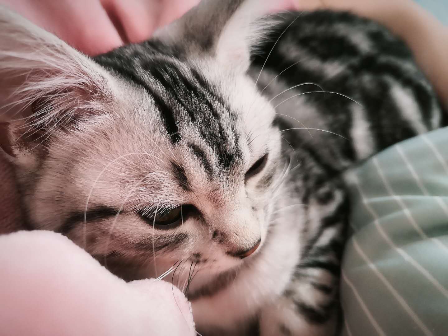 2000亿宠物经济背后，宠物医疗这门生意到底怎么样？