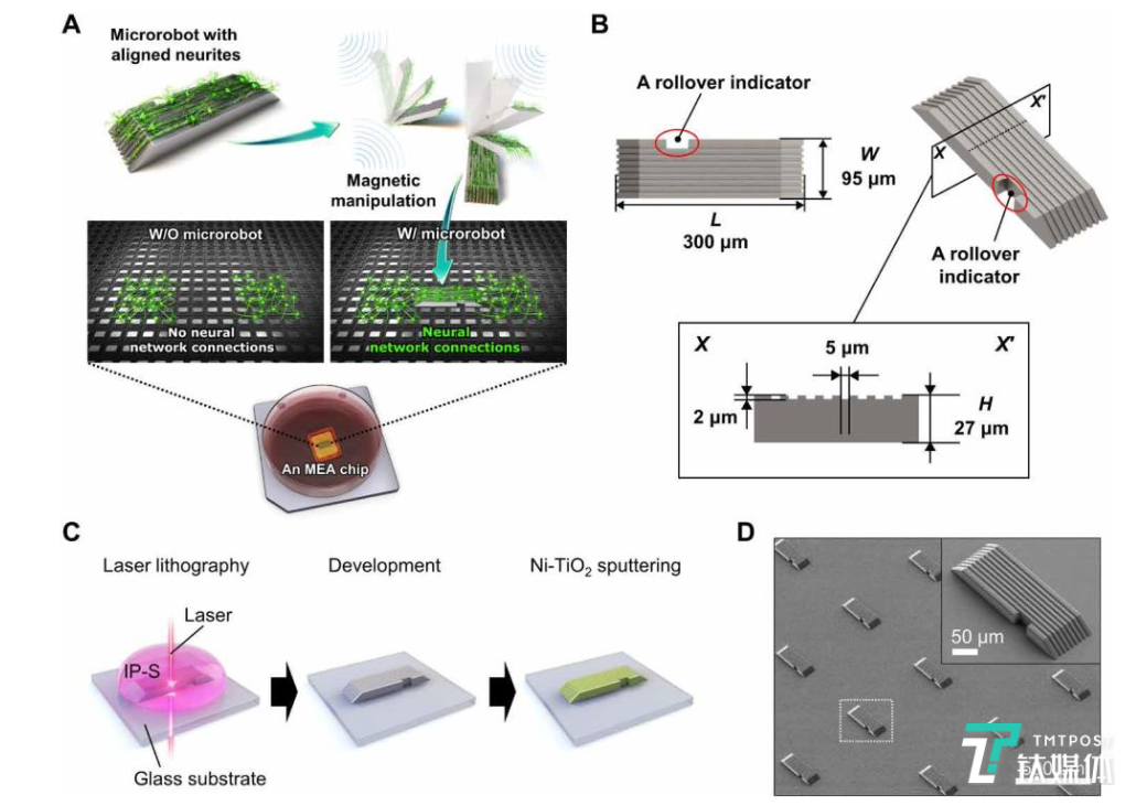 微型机器人的制造过程示意图（来源：论文）