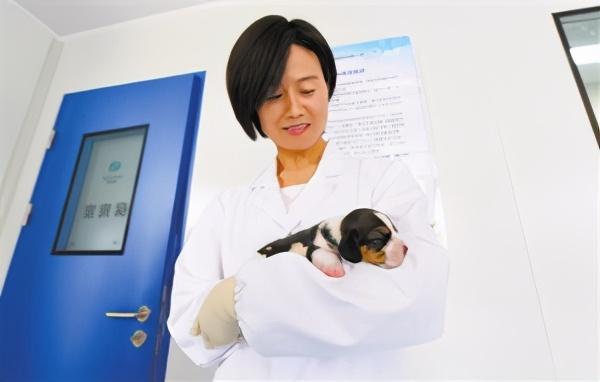 世界首例基因编辑克隆犬&ldquo;龙龙&rdquo;（图片来源科技日报）