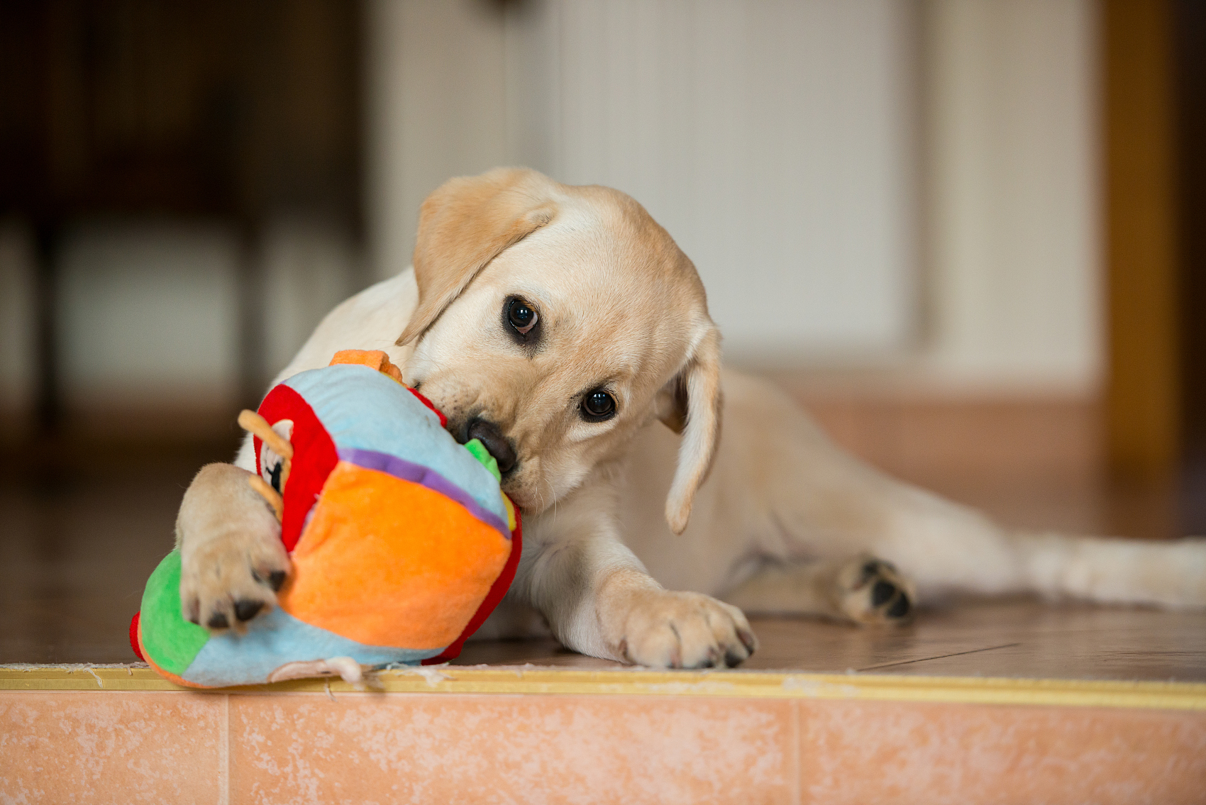 宠物吃播：带血的暴利生意
